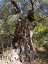 Olivenbaum aus Sardinien über 100 Jahre alt